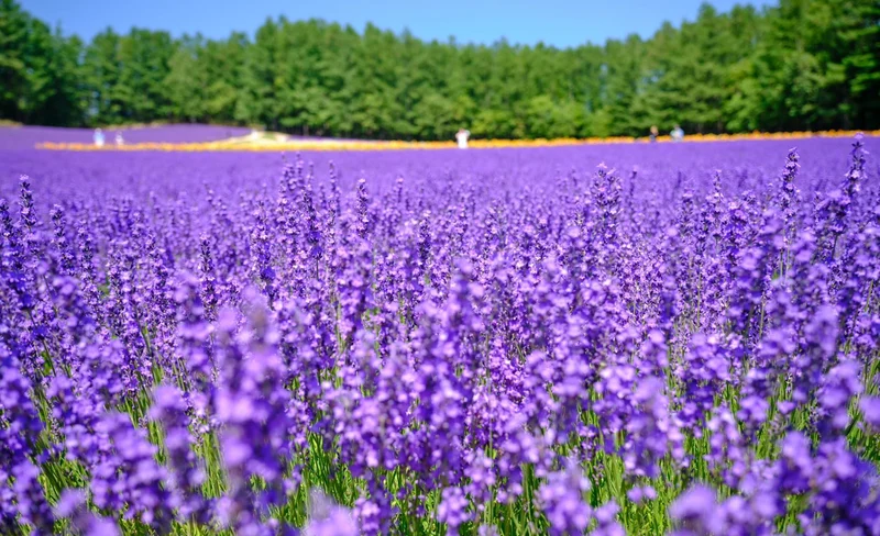 Furano Tomita Farm & Shikisai Hill & Blue Pond & Campana Rokkatei Day Tour | Depart from Sapporo (Chinese and English Tour Guide)