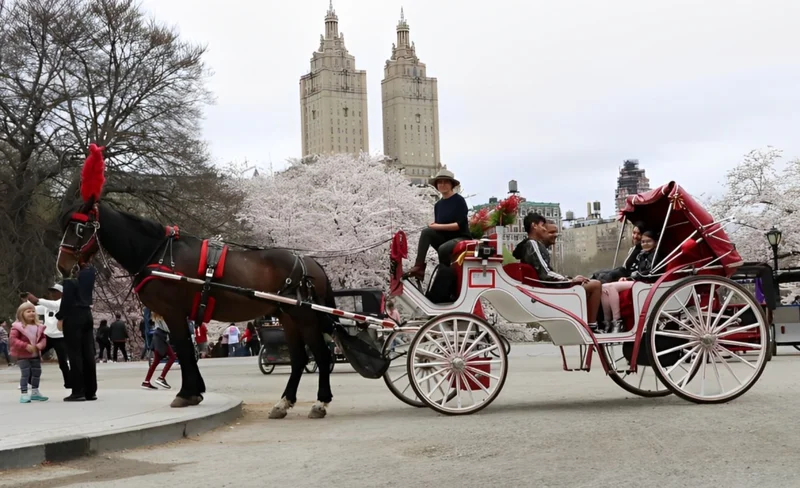 New York City: Horse-Drawn Carriage Tour Through Central Park