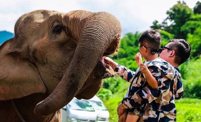 Mae Wang Elephant Camp and Zipline One Day Tour in Chiang Mai