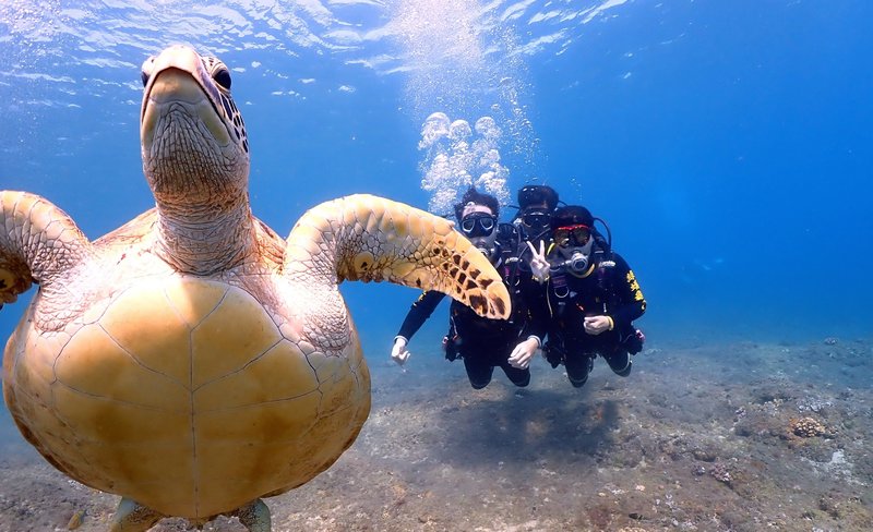 Pingtung｜Liuqiu Green Sea Turtle Diving Accommodation｜Diving Experience・OW Beginner Diver Course