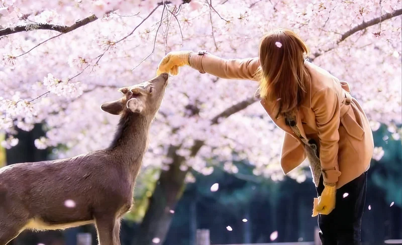 Kiyomizu-dera Temple & Nara Park (with Deer Crackers) & Fushimi Inari-taisha Shrine Thousand Torii Gates Day Trip | Departure from Osaka/Kyoto