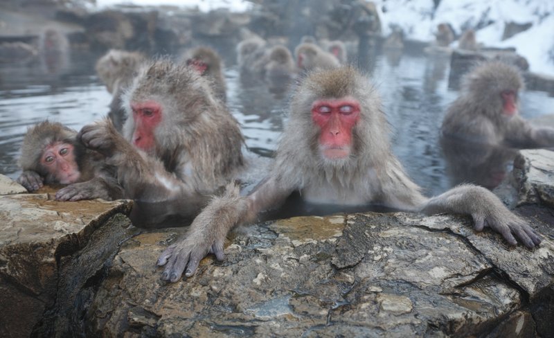 Snow Monkey Tour from Tokyo with Beef Sukiyaki Lunch