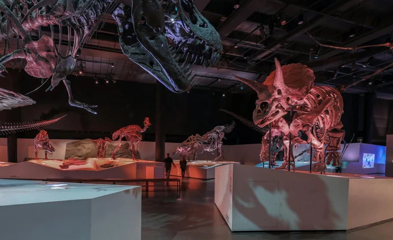Houston Museum of Natural Science Admission Ticket