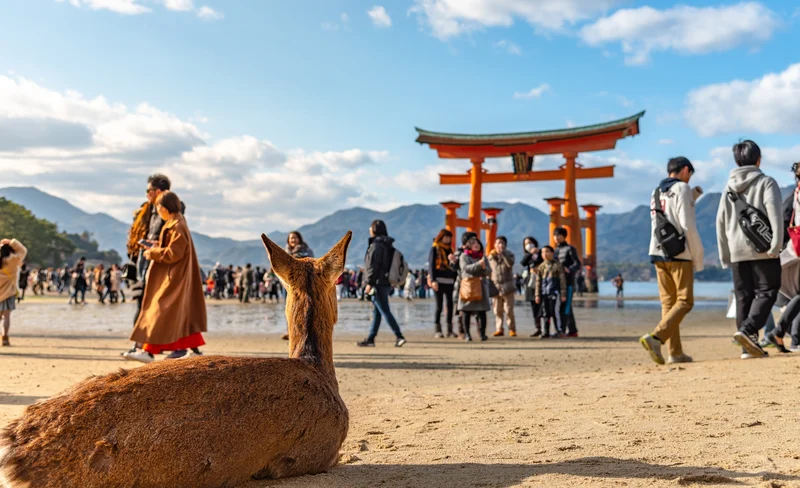 Hiroshima & Miyajima with Ferry and optional bullet train