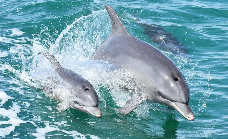 Mandurah Dolphin Cruise and Views Tour