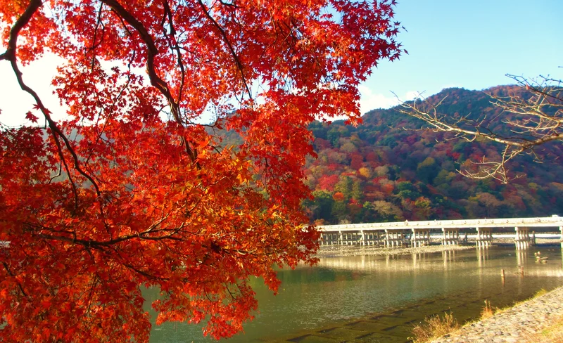 Kyoto Tenryuji Temple & Arashiyama Bamboo Forest & Kinkakuji Temple Day Trip