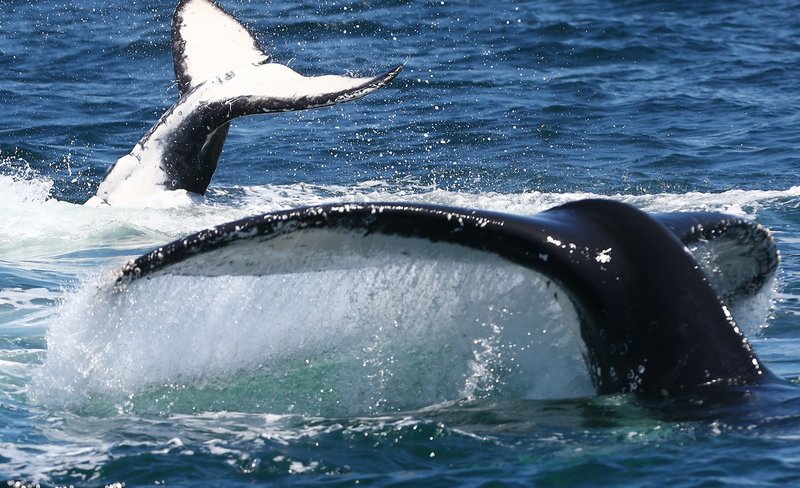 3-Hour Whale and Dolphin Watching Cruise in Port Stephens