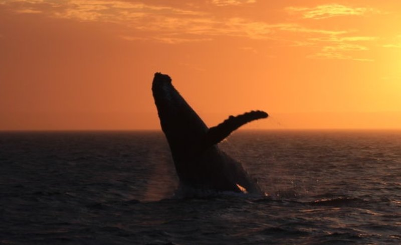 Sunset Whale Watching Cruise from Exmouth