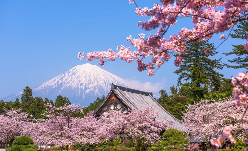 Mt. Fuji Tour: Arakurayama/Lake Yamanaka/Oshino Hakkai from Tokyo
