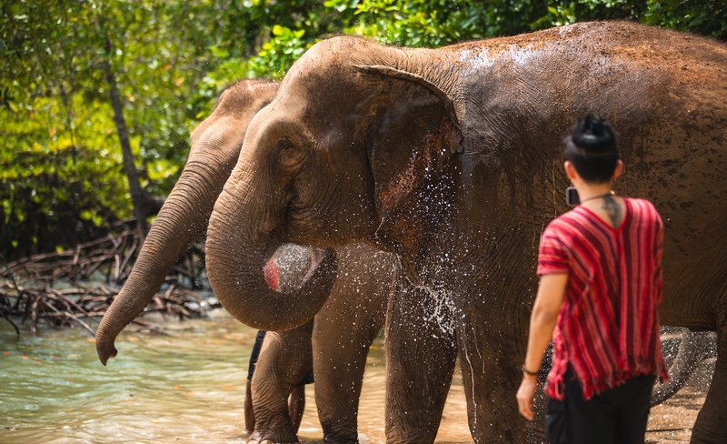 Elephant Care Camp at Sirey Phuket