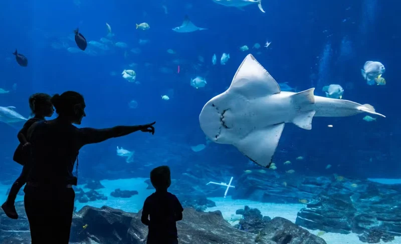 Georgia Aquarium Admission in Atlanta