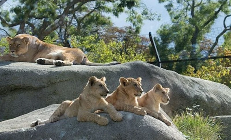 Parc Zoologique de Paris Admission in Paris