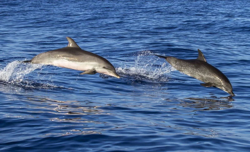 Dolphin Watching Cruise and Snorkeling Experience in Key West