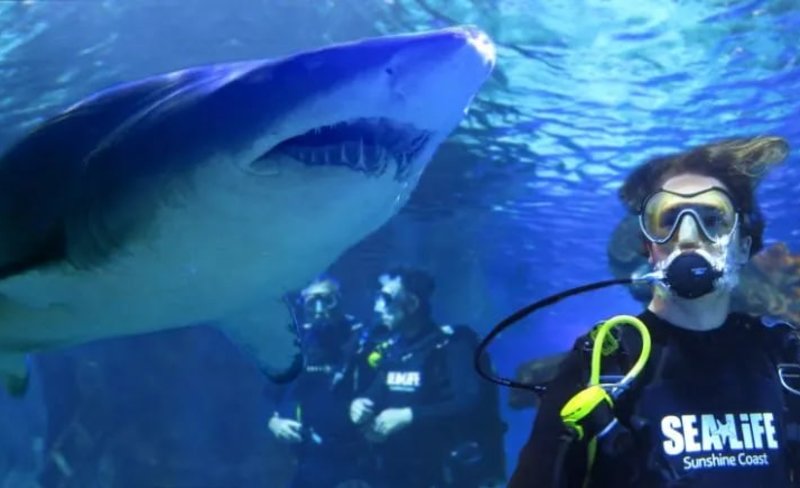 SEA LIFE Sunshine Coast Aquarium Shark Dive Xtreme Experience