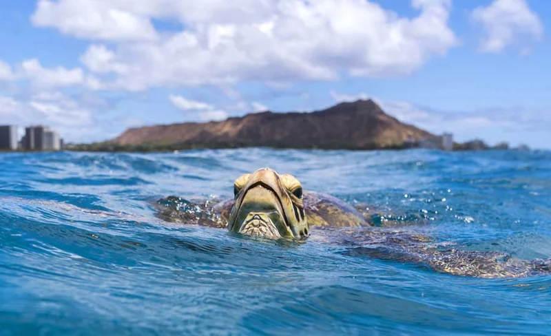 Waikiki Turtle Snorkel and Sail Experience with Lunch