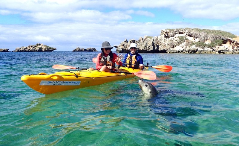 Penguin and Seal Island Sea Kayak Tour from Perth