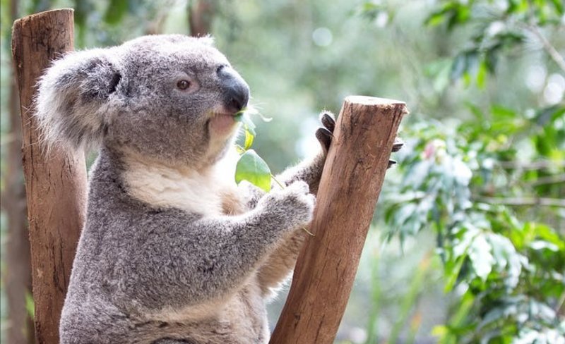 Blue Mountains and Zoo Day Tour with Chinese Speaking Guide