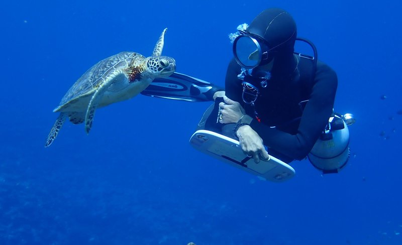 Sea Turtle Snorkeling & Premium Snorkeling Experience in Ishigaki Island)