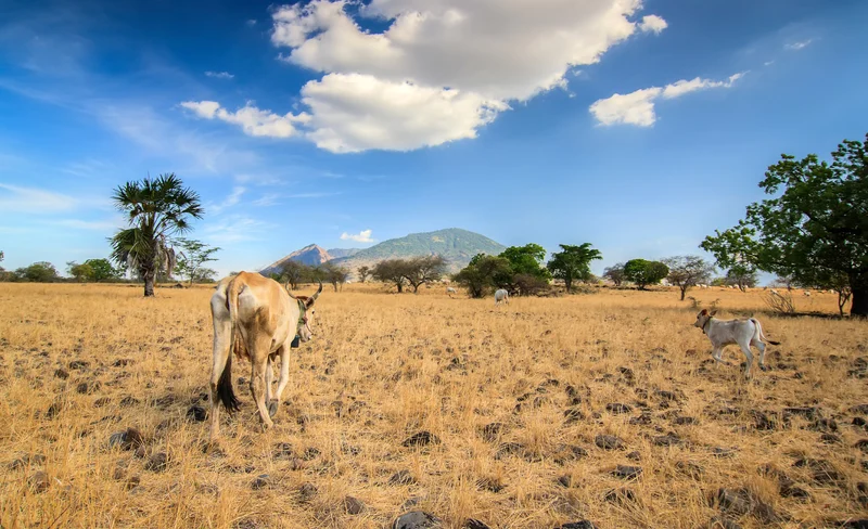 Banyuwangi Baluran National Park Full-Day Private Tour