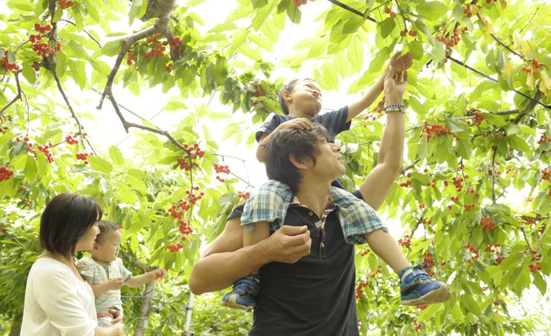 Ohashi Cherry Farm Admission + Cherry Picking Experience in Furano Hokkaido