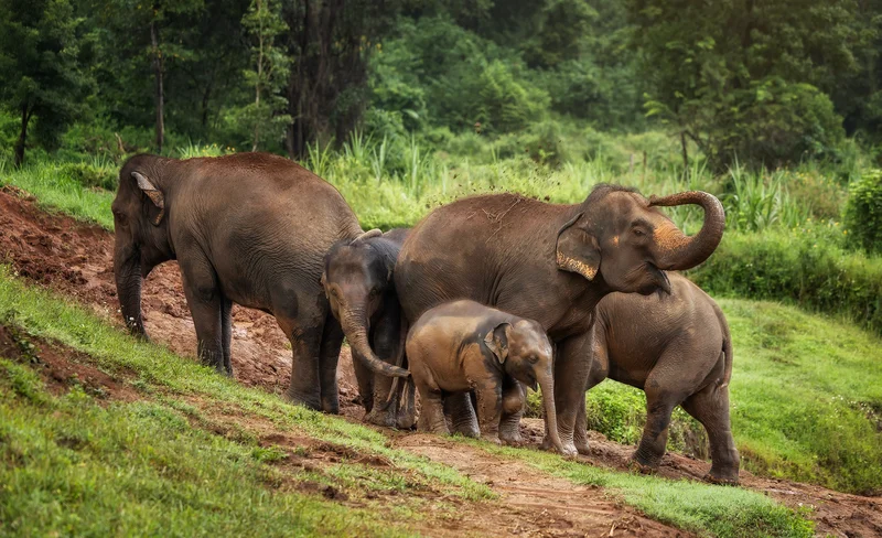 Elephant Jungle Sanctuary Chiang Mai Experience