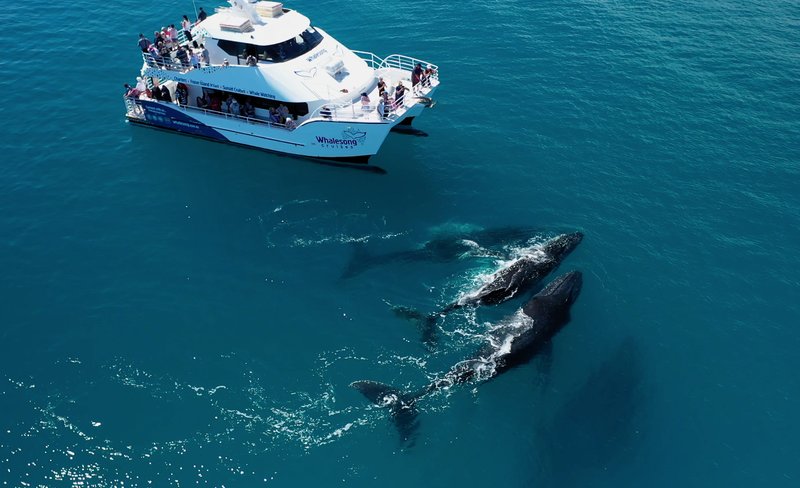 Whalesong Cruises Whale Watching Experience in Hervey Bay