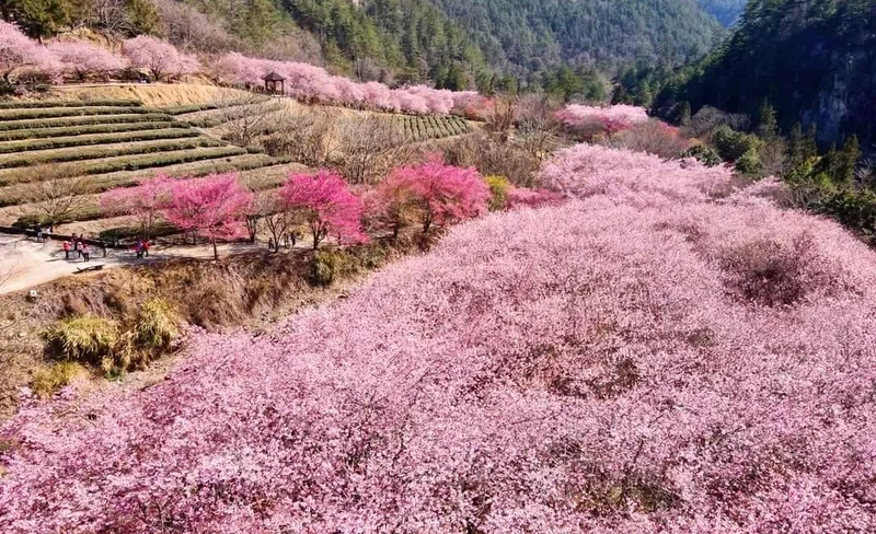 武陵農場櫻花季 – 紅粉佳人盛會一日