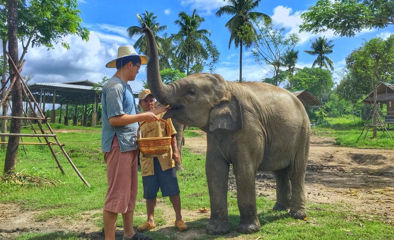 Lanna Kingdom Elephant Sanctuary Tour