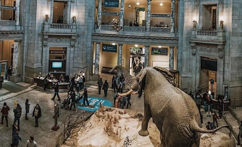 Smithsonian Natural History Tour in Washington DC