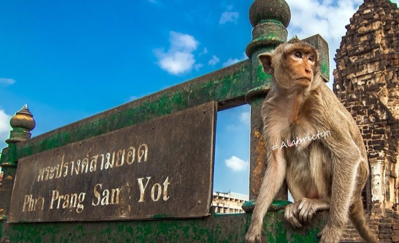 Lopburi tour from Bangkok with monkey & cave temple & IG cafe