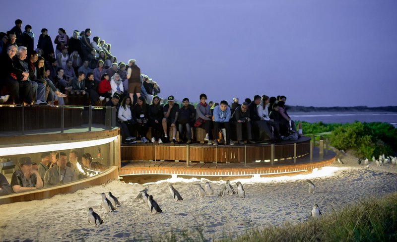 Phillip Island Penguin Express Day Tour