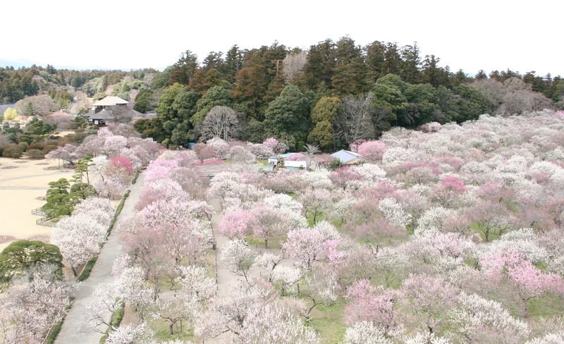 Kairakuen Main Garden Admission Ticket (Ibaraki)