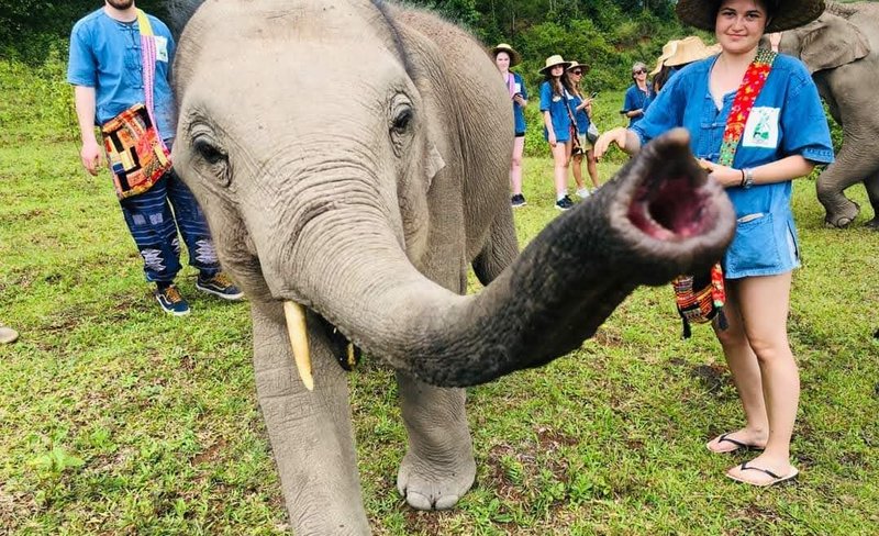 Inthanon Heaven Trail Hike and Elephant Sanctuary Experience in Chiang Mai