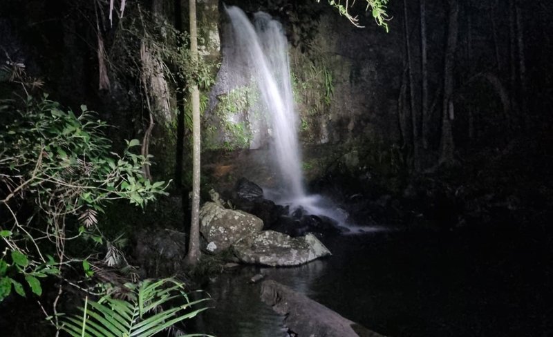 Evening Rainforest and Glow Worm Half Day Tour in Gold Coast