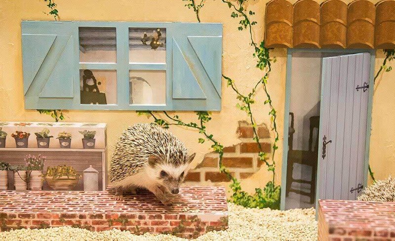 Hedgehog Cafe Experience in Tokyo, Shibuya
