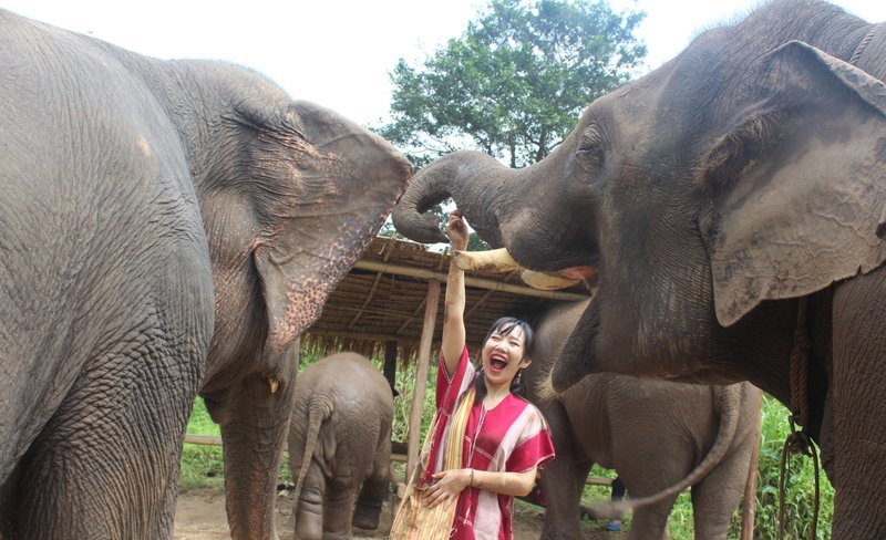 Chiang Mai Kerchor Elephant Eco Park Tour