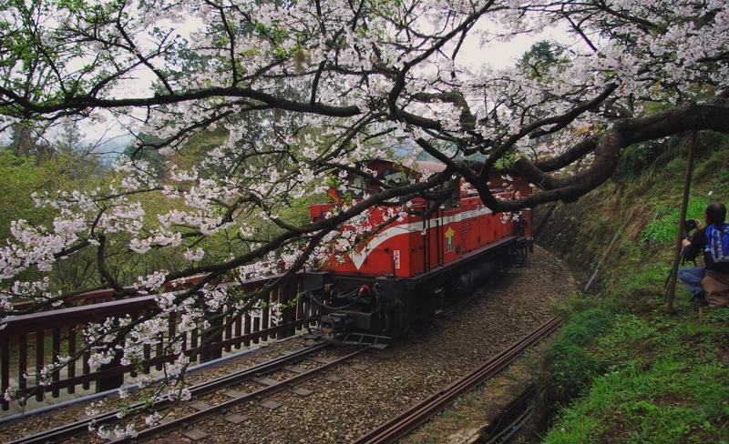 嘉義｜阿里山一日＆多日遊：阿里山小火車 · 祝山觀日行程 · 森林鐵路