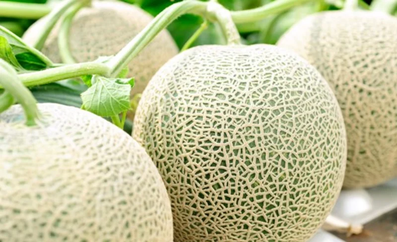 Hokkaido Furano Lavender Tour with All-you-can-eat Fresh Melon