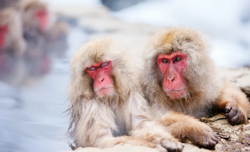 Nagano Jigokudani Monkey Park & Togakushi Shrine Day Tour (including admission ticket)