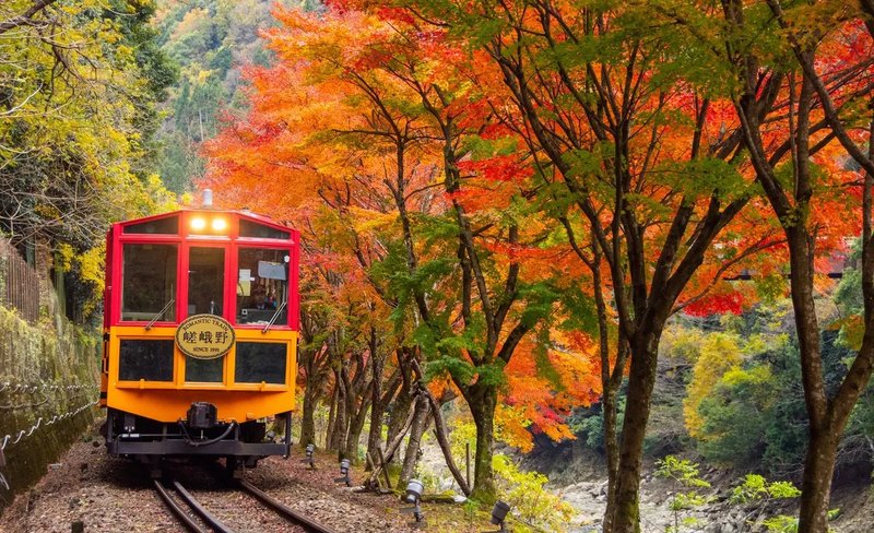 Autumn Sagano Romantic Train Half Day Tour in Arashiyama