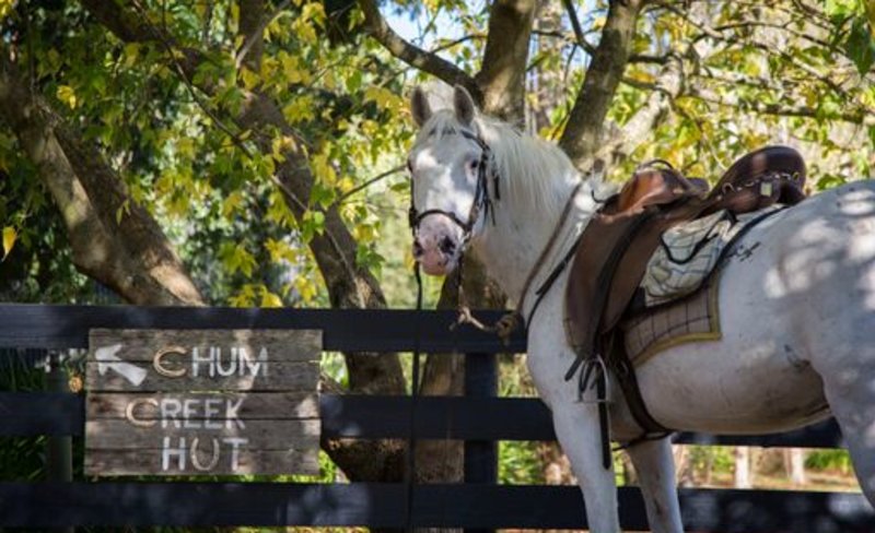 Scenic Yarra Valley Horse Trail Ride with Wine Tasting