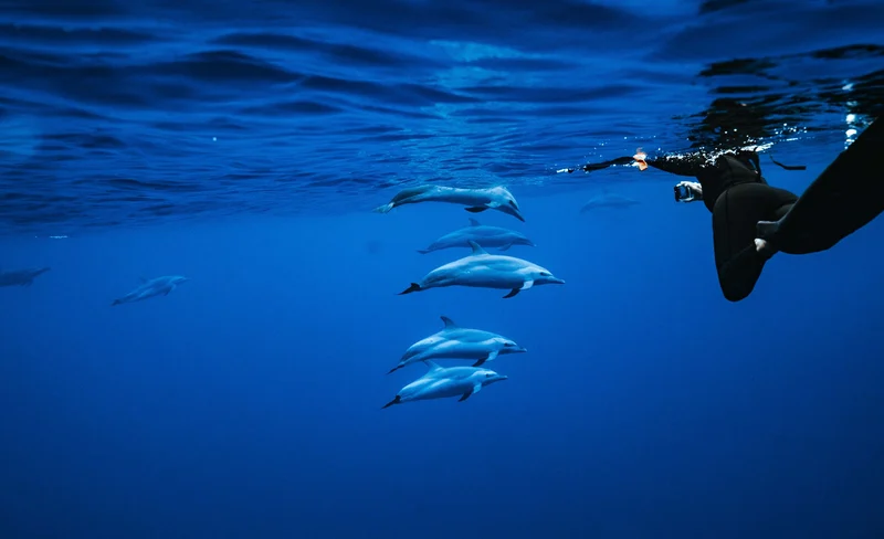Zodiac Dolphin Swim and Snorkel in Oahu