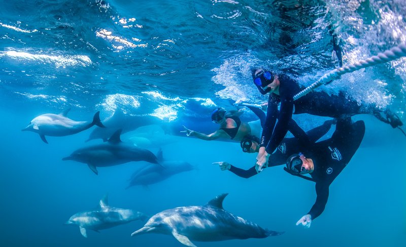Port Stephens Dolphin Swim Experience
