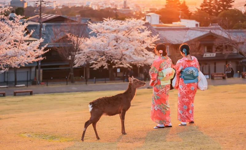 [Sakura Season Limited Nara Cherry Blossom Viewing] Nara Park, Todaiji Temple, and Yoshinoyama Cherry Blossom Viewing Day Tour (Depart from Osaka)