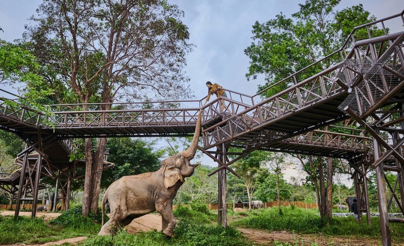 Samui Elephant Kingdom Experience