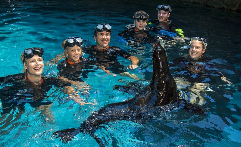 SEA LIFE Sunshine Coast Aquarium Seal Swim Experience