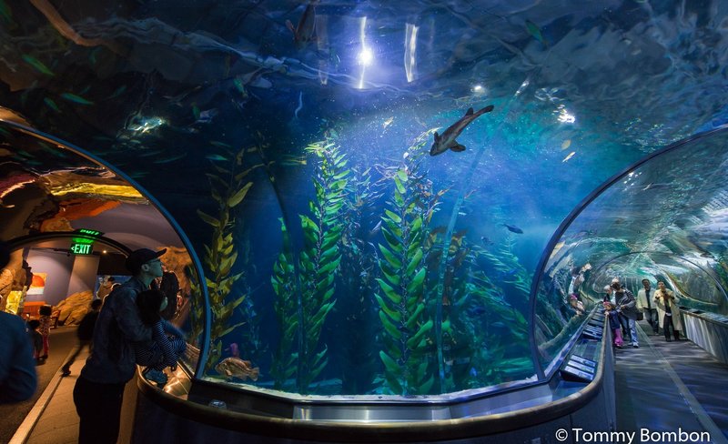 Aquarium of the Bay Admission Ticket San Francisco