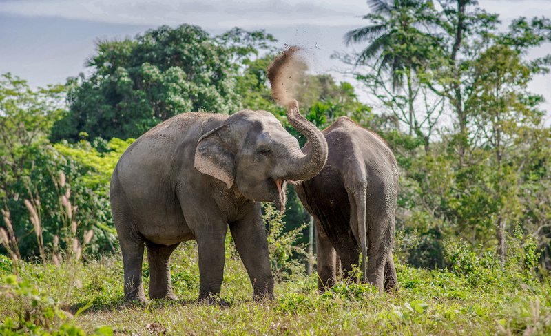 Phuket Elephant Sanctuary Experience