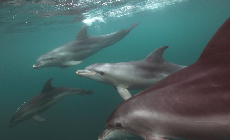 Dolphin & Seal Swim on the Mornington Peninsula