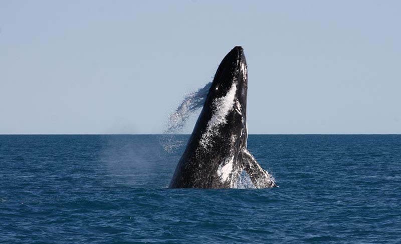 Broome Whale Watching Cruise